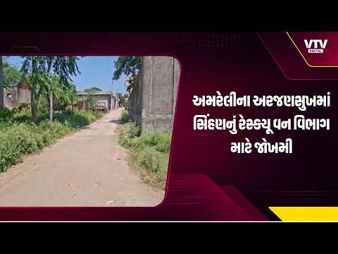 અમરેલીના અરજણસુખમાં સિંહણના રેસ્ક્યૂ દરમિયાન વન વિભાગના ગાર્ડ પર હુમલો