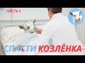 Вздутие живота у козы Как спасти козу