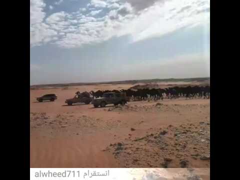 الشاعر محمد بن نفل ال دمنان اليامي 3