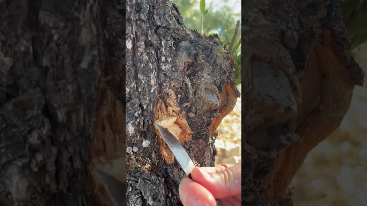 Euzophera en olivar: qué problemas puede ocasionar y cómo combatirla