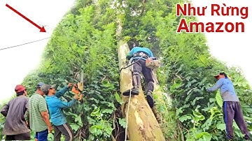 Cưa Cây Bạch Đàn, Cao To Khủng Lồ, Um Tùm, Dây leo Như Rừng, Amazon ,Kỹ Thuật, 104