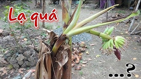 Bắp Chuối Mọc Ra Từ Thân Cây Chuối -Hiện Tượng Hiếm Thấy