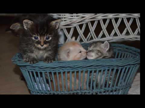 Video: Verweesde Kittens Met Flesvoeding