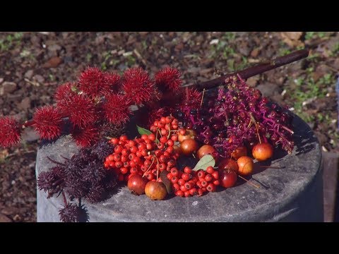 Video: ¿Son comestibles las bayas de invierno?