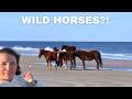 We Found WILD Horses in the Outer Banks!