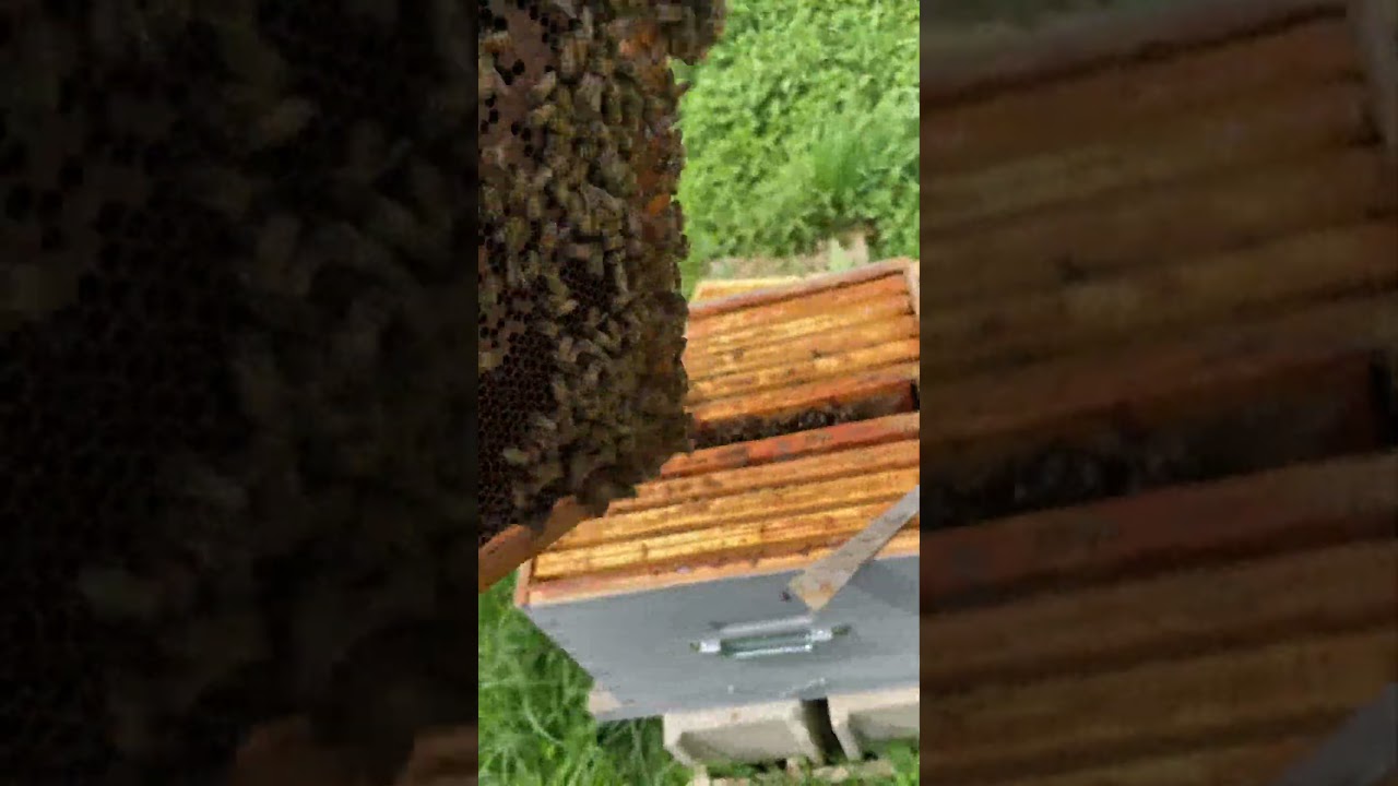 Première visite avant les essaimages