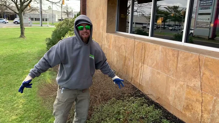 Spirea - rejuvenation pruning.