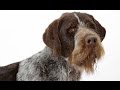 German Wirehaired Pointer の動画、YouTube動画。