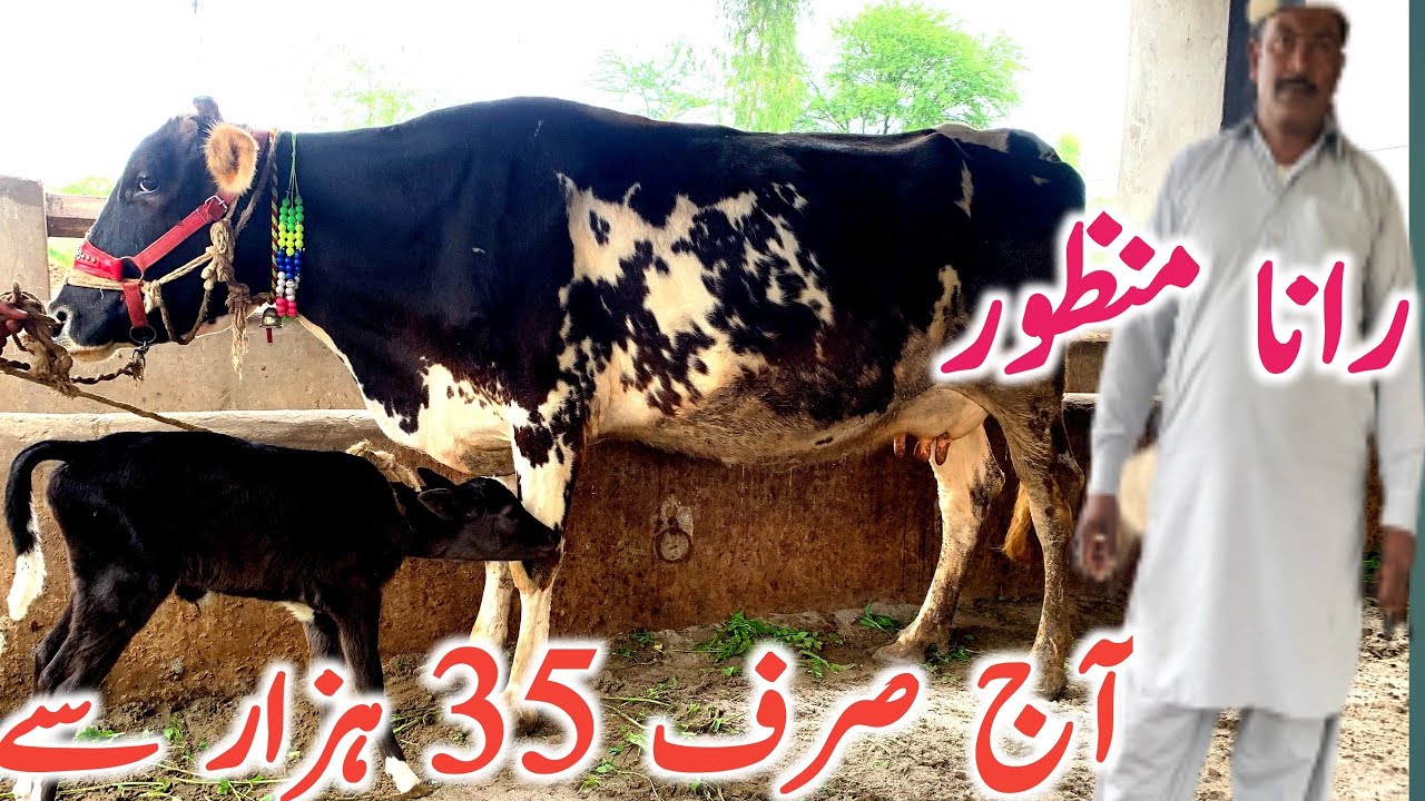 Manzor Rind Rana Manzor | Australian Cholistani | Cross Breed Cow | Global Village ...