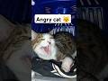 Angrycat 😼 #cat #catsounds #angrycat #angrykitty #catlover #meow #funnycats #catsoundstoattractcats