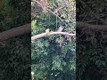 Песик прыгнул в озеро. Малага. Смешные животные.