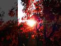 🌄Магический Осенний Закат🌄Magical Autumn Sunset🔆魔法のような秋の夕日🌄마법 같은 가을 일몰🌄#magic #autumn #sunset #日没#일몰