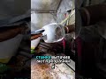 😱 Кварц превращают в стакан! Искусство или просто технология?
