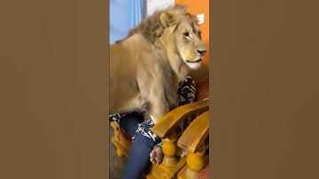 Lurking lion🦁 #lion #baby_manvitha_cm #ai #shortvideo #effects #reelsindia #fun #youtubeshorts #wow