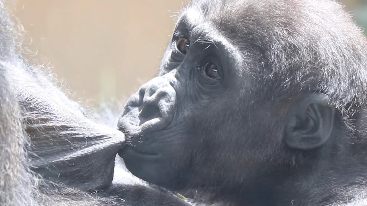 授乳後 母ゴリラの顔のお手入れする可愛いキンタロウ Gorilla 京都市動物園 Kintaro Who Cleans His Mom S Face After Breastfeeding Youtube