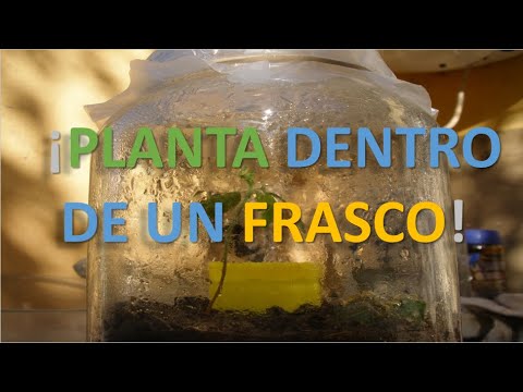 ¿Una planta dentro de un frasco cerrado?