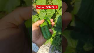 Cetrioli GEMELLI #issam