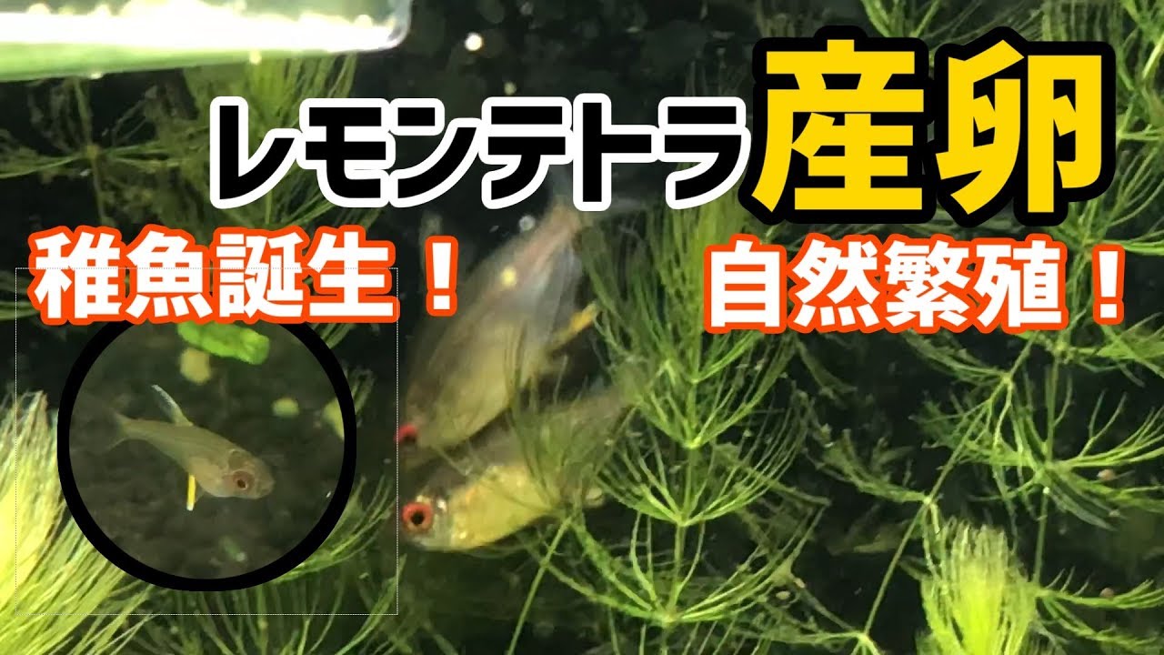 解説あり レモン テトラの産卵と繁殖行動 Youtube