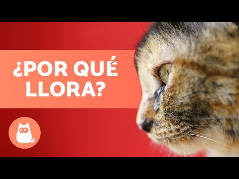 ¿Por qué LLORAN los GATOS? 😿💦 (6 Causas Principales) hqdefault