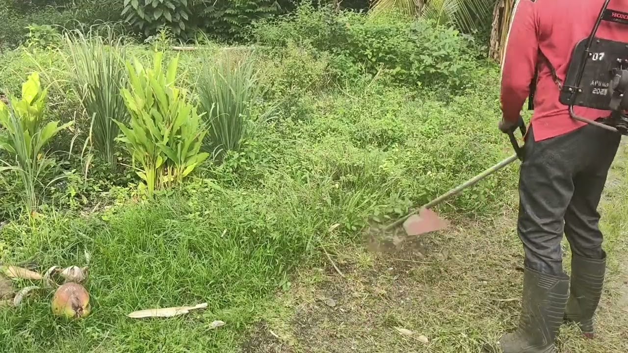 Lanjut Potong Rumput Pekarangan Rumah di Bulan Ramadhan | Biar Halaman Rapi Lagi #bersihbersih 