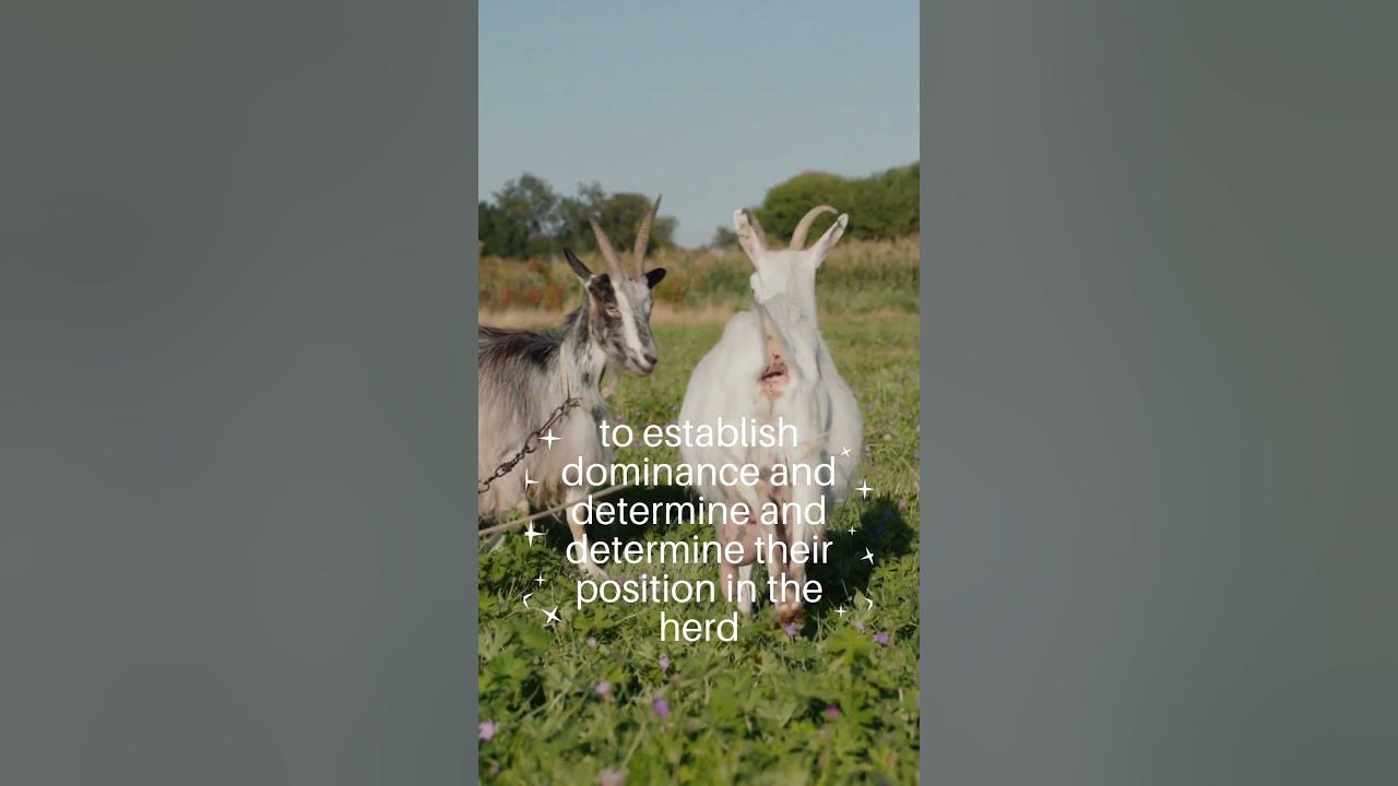 Why do Goats Always Headbutt? Why do goats bump heads shorts YouTube