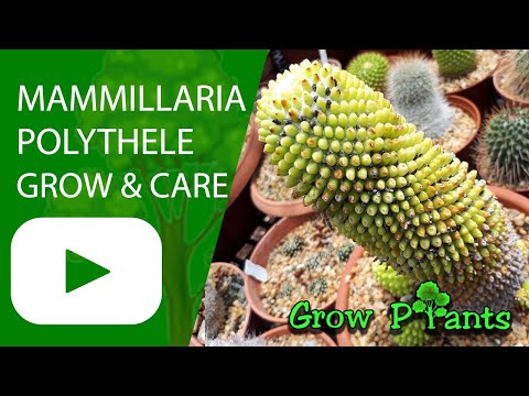 Mammillaria polythele - grow & care (Nipple cactus)