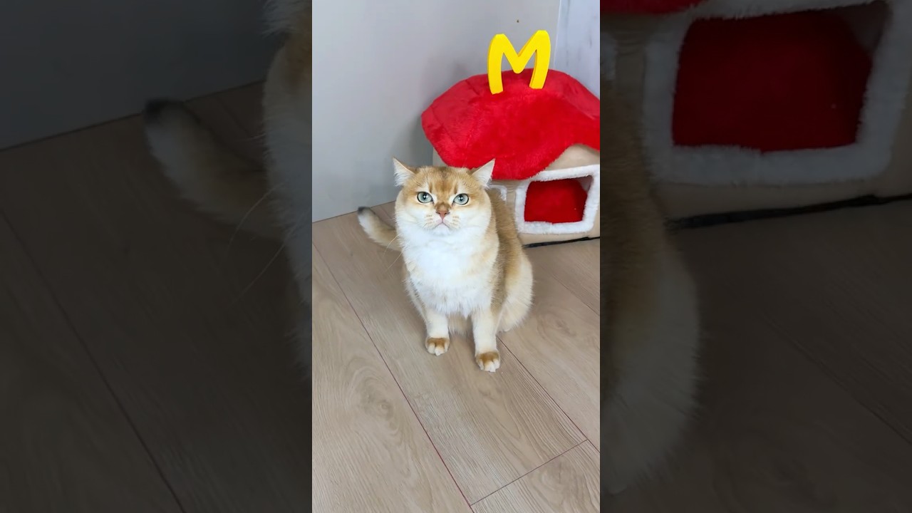 I should’ve believed my cat from the beginning😵‍💫 #cat #cats