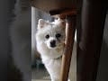 呼びました？ #ポメラニアン #pomeranian