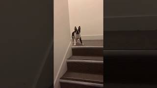 Crazy dog zoomies on the stairs!