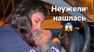 Кошка с одним зубом НАШЛАСЬ?!