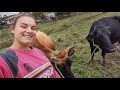 VENDEMOS DUAS VACAS DE LEITE