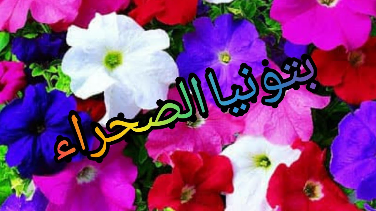 كيفيه اكثار نبات بتونيا الصحراء (الرويليا) - YouTube