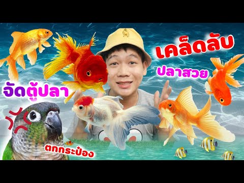 จัดตู้ปลาให้สวย เคล็ดลับเลี้ยงปลาทองให้สวย มือใหม่ฝึกเลี้ยงปลา น้ำใสปลาสวยด้วยอาหารปลาออพติมั่ม