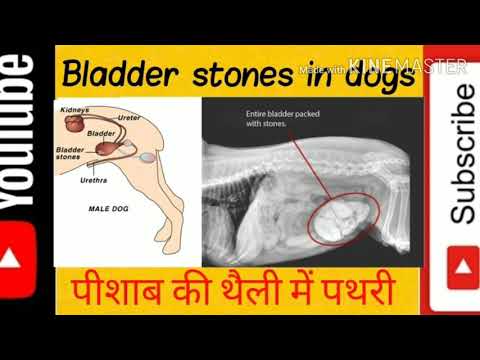 Bladder stones in dogs । कुत्तों में पथरी की शिकायत । (Vid-161)