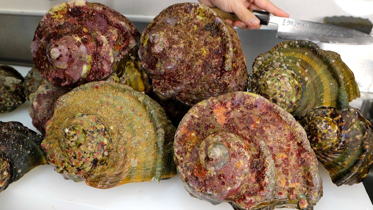 来たれ挑戦者　卵型の茶色と白の貝殻 Turban Shell in Acid: You NEED to See This! - YouTube