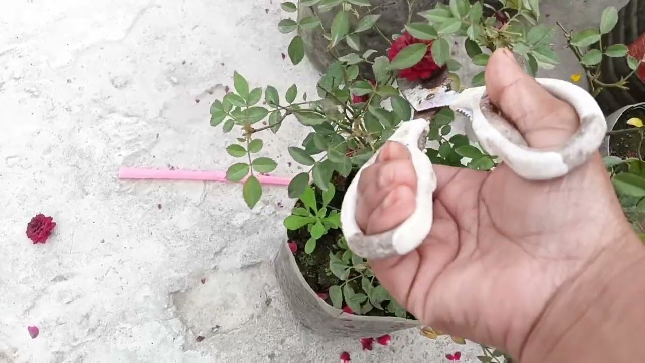 এত ঠান্ডায় অনেক কষ্টে বাগানে কাজ করলাম,বিদায় নিচ্ছে শীতের ফুল ||