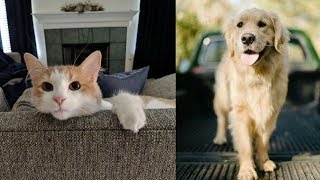 Cutest dog & cat in the world | simply the funniest & cutest pets ever!  #8 by The Secret Life Of Pets 5 views 5 years ago 11 minutes, 7 seconds