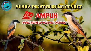 Suara pikat Cendet Terbaru 2021 ampuh yang jauh akan merapat!!!