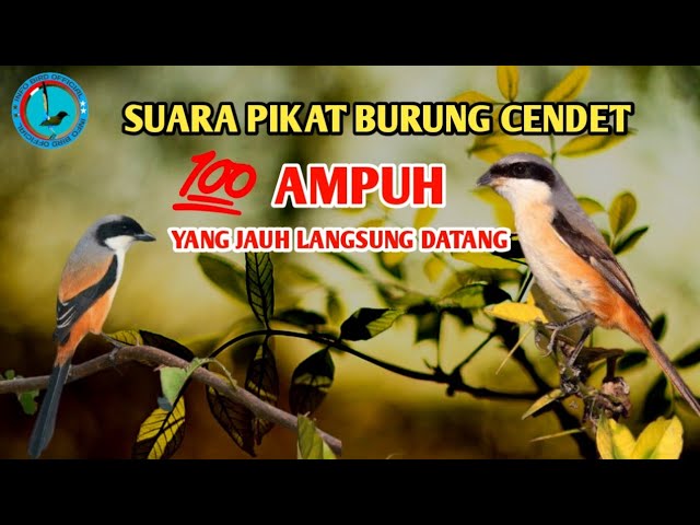 Suara pikat Cendet Terbaru 2021 ampuh yang jauh akan merapat!!! class=