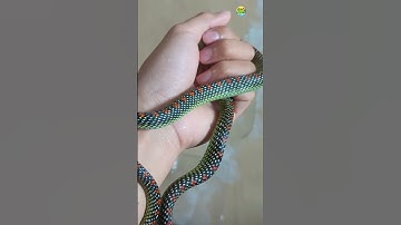 🔍 Cận Cảnh Rắn Cườm – Loài Rắn Vô Hại Thường Bị Nhầm Với Rắn Độc Chết Người!