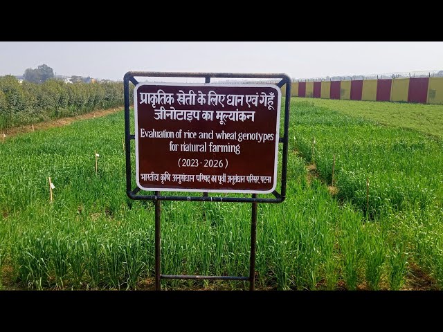 Evaluation of Rice and Wheat Genotypes for Natural Farming #icarrcerpatna #agriculture