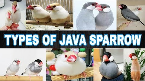 Types Of Java Sparrows | Java Finch Mutations | JAMSHED BIRDS