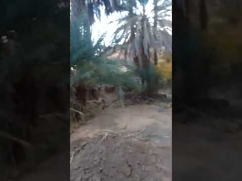 تاغيت زوزفانة من بشار