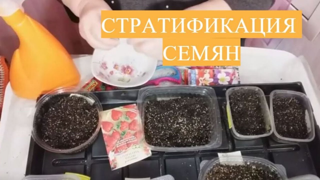 Заморозка семян. Стратификация семян перед посевом. Стратификация семян цветов. Стратификация семян земляники. Стратификация семян дельфиниума.