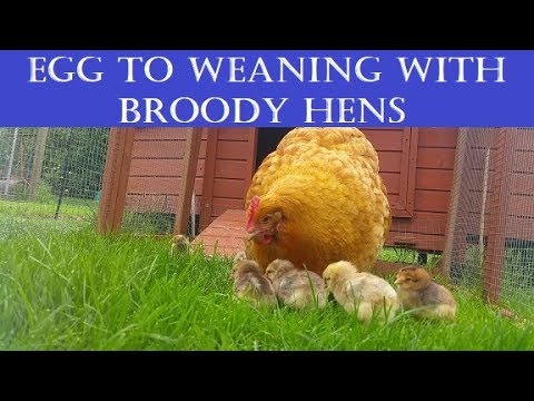 Video: Broody Hens: Die ultimativen Mütter