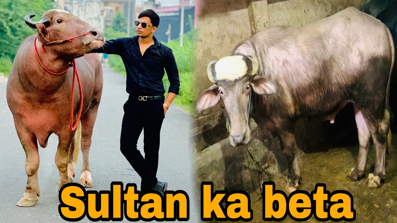 Sultan ka beta bilkul sultan jesa || sultan ke ghar pr || 