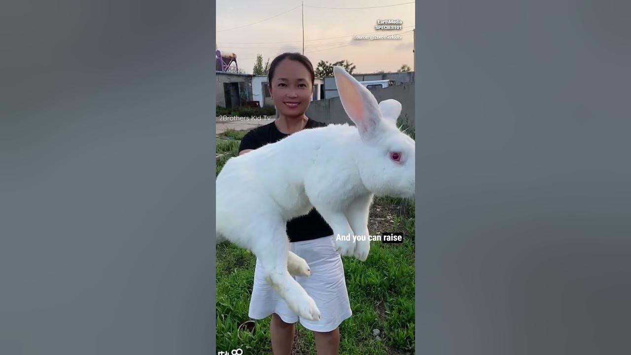 Gigantic Bunnies?! Meet the Flemish Giant Rabbit YouTube