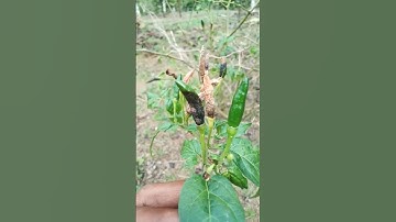 patek pada cabe sangat mudah dibasmi
