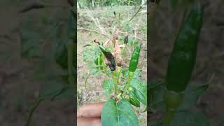 Download Lagu patek pada cabe sangat mudah dibasmi MP3 Download Lagu patek pada cabe sangat mudah dibasmi MP3