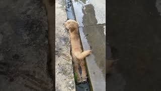 Golden Retriever Takes A Bath In The Ditch😄 #Pets #Dog #Cute #Animals #Cutedog #Shorts